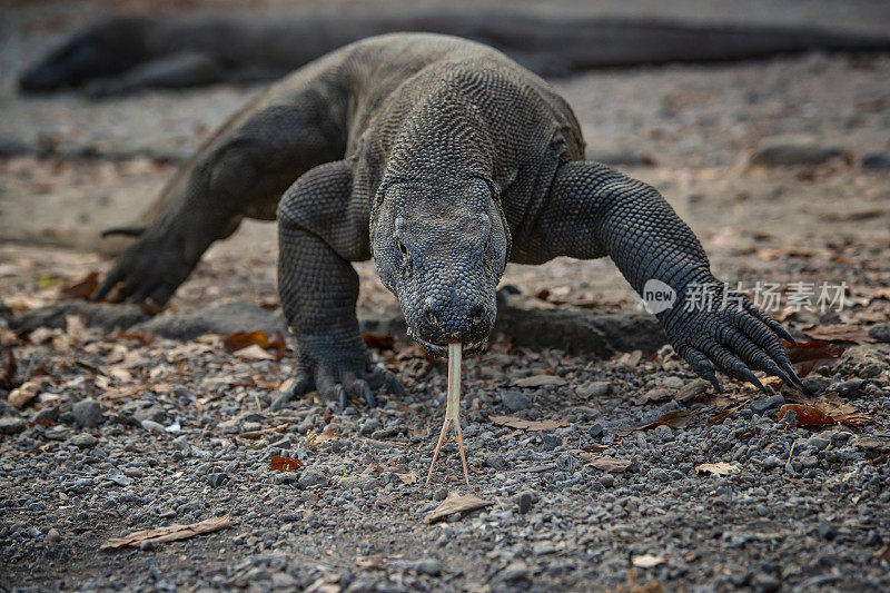 野生动物拍摄的科莫多龙(Varanus komodoensis)